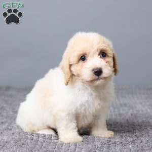 Kenny, Bich-Poo Puppy